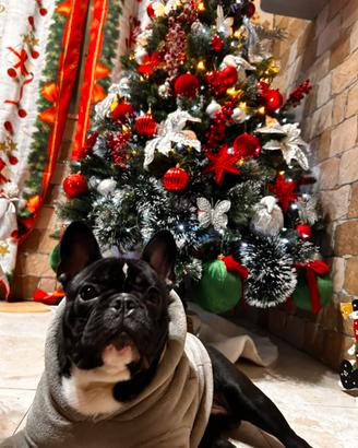 Bulldog francese