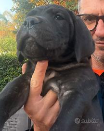 Cucciola cane corso