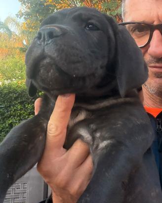 Cucciola cane corso