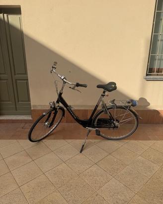 Gazelle Orange