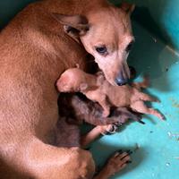 Pinscher zwergpinscher