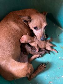 Pinscher zwergpinscher