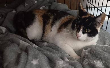 Stellina gattina 5 mesi