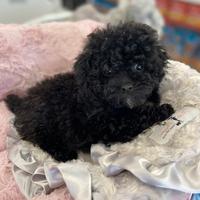 BARBONCINO NANO E TOY NERO - BARBONCINI NANI puppy