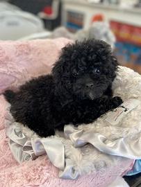 BARBONCINO NANO E TOY NERO - BARBONCINI NANI puppy