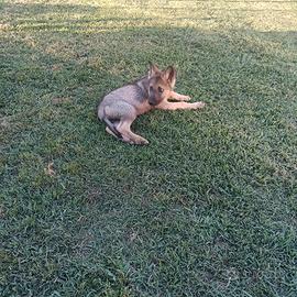 Sono disponibili cuccioli