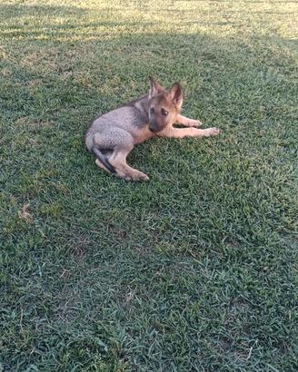 Sono disponibili cuccioli