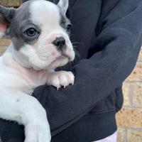 Bulldog francese
