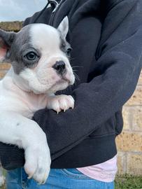 Bulldog francese