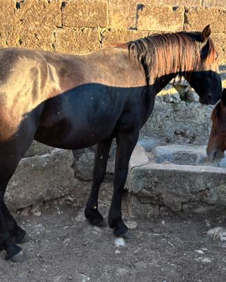 Puledro murgese