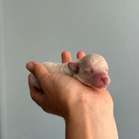 Cuccioli Barboncino TOY