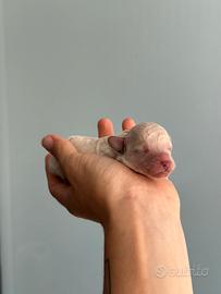 Cuccioli Barboncino TOY