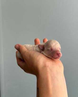 Cuccioli Barboncino TOY