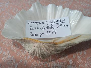 conchiglia di TRIDACNA, del pacifico