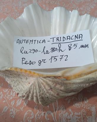 conchiglia di TRIDACNA, del pacifico
