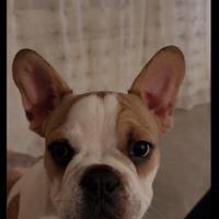 Bulldog francese