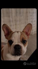 Bulldog francese