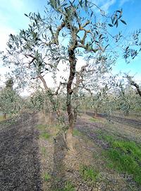 Alberi ulivi 20 anni