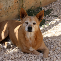 Dolce cagnolino mix Pinscher