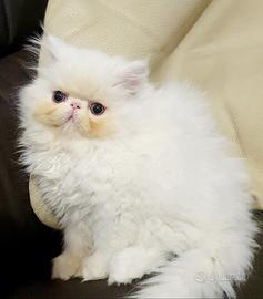 Gattino persiano ipertipico