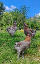 Galletti Araucana x Moroseta