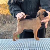 Splendida cucciola brabantina, pedigree enci