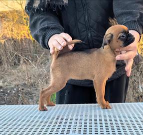 Splendida cucciola brabantina, pedigree enci