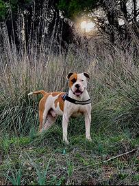 Amstaff Maschio x Monta