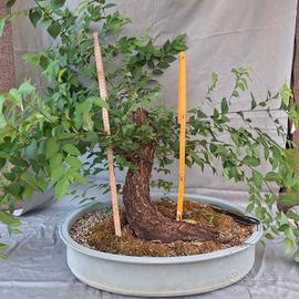 prebonsai Olmo 