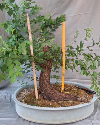 prebonsai Olmo 
