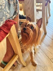 Yorkshire Toy maschio