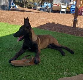 Cuccioli di pastore belga malinois carbone