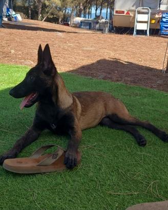 Cuccioli di pastore belga malinois carbone
