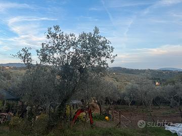 Oliveto zona Serpiolle Firenze