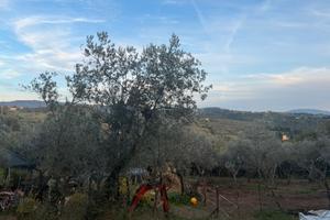 Oliveto zona Serpiolle Firenze