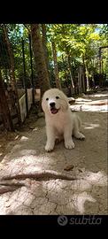 Cuccioli di pastore abruzzese