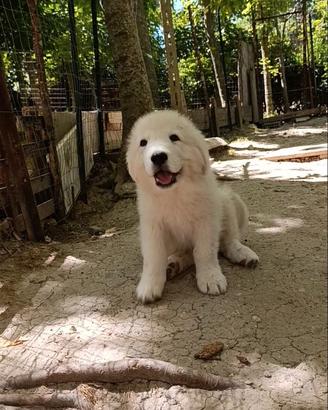 Cuccioli di pastore abruzzese