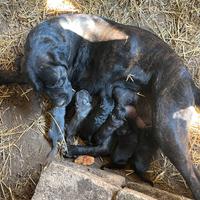 Cuccioli di cane corso
