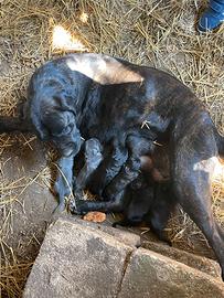 Cuccioli di cane corso
