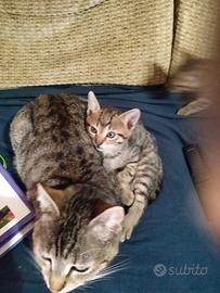 4 Gattini