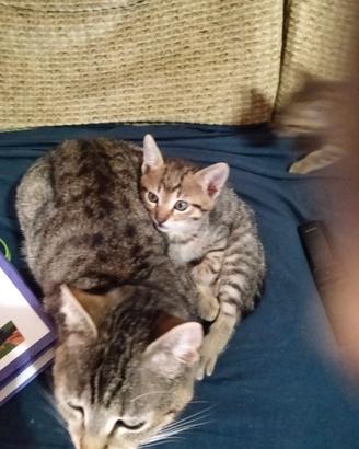 4 Gattini