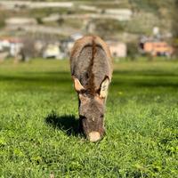 Asino Maschio di 8 mesi