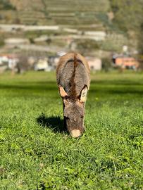 Asino Maschio di 8 mesi