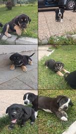 Cuccioli cani corso