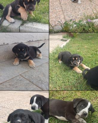Cuccioli cani corso