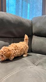 Cuccioli maltipoo minitoy