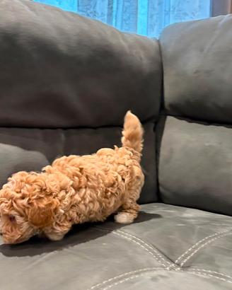 Cuccioli maltipoo minitoy