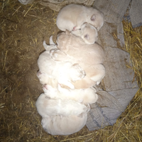 Cuccioli meticci pastore