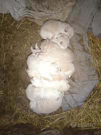 Cuccioli meticci pastore