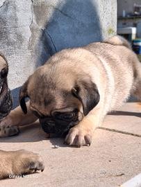 Cucciolo di carlino maschio